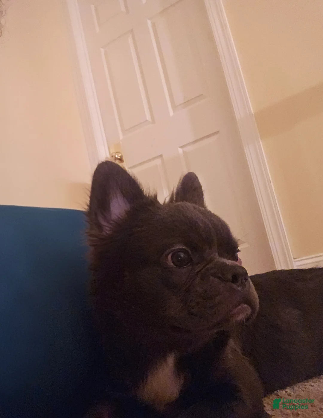 French Bulldog dogs for sale: 🐾 Primavera – Female Fluffy French Bulldog Puppy - Ad 5