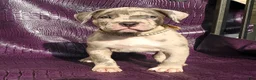American Bully dogs for sale: "JAY Z" - Ad 6
