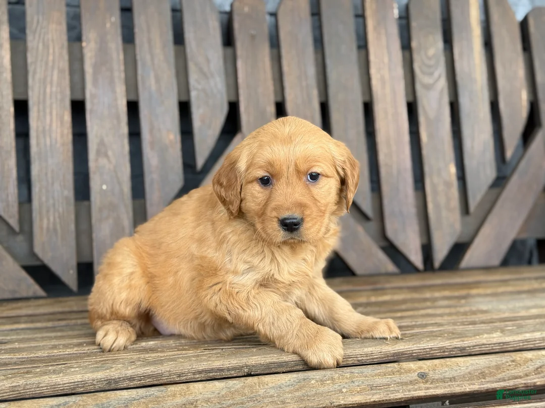 Golden Retriever dogs for sale: Pansy - Ad 2