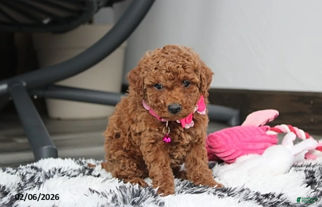 Bichpoo dogs for sale: Tracey - Ad 2