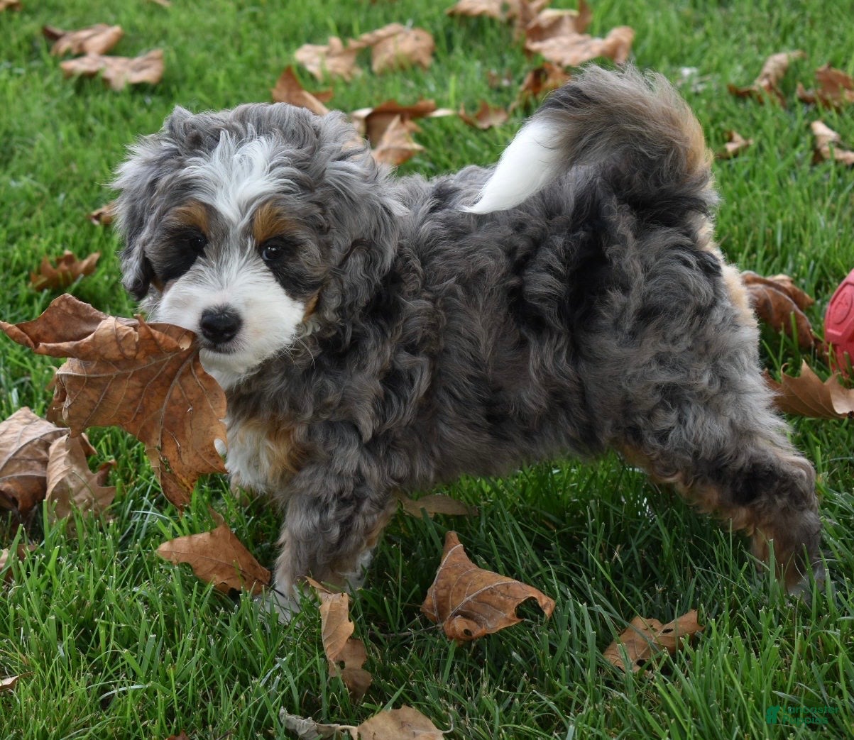 Mini Bernedoodle dogs Jodie F1b - Ad 1