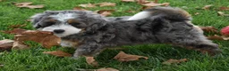 Mini Bernedoodle dogs for sale: Jodie F1b - Ad 1