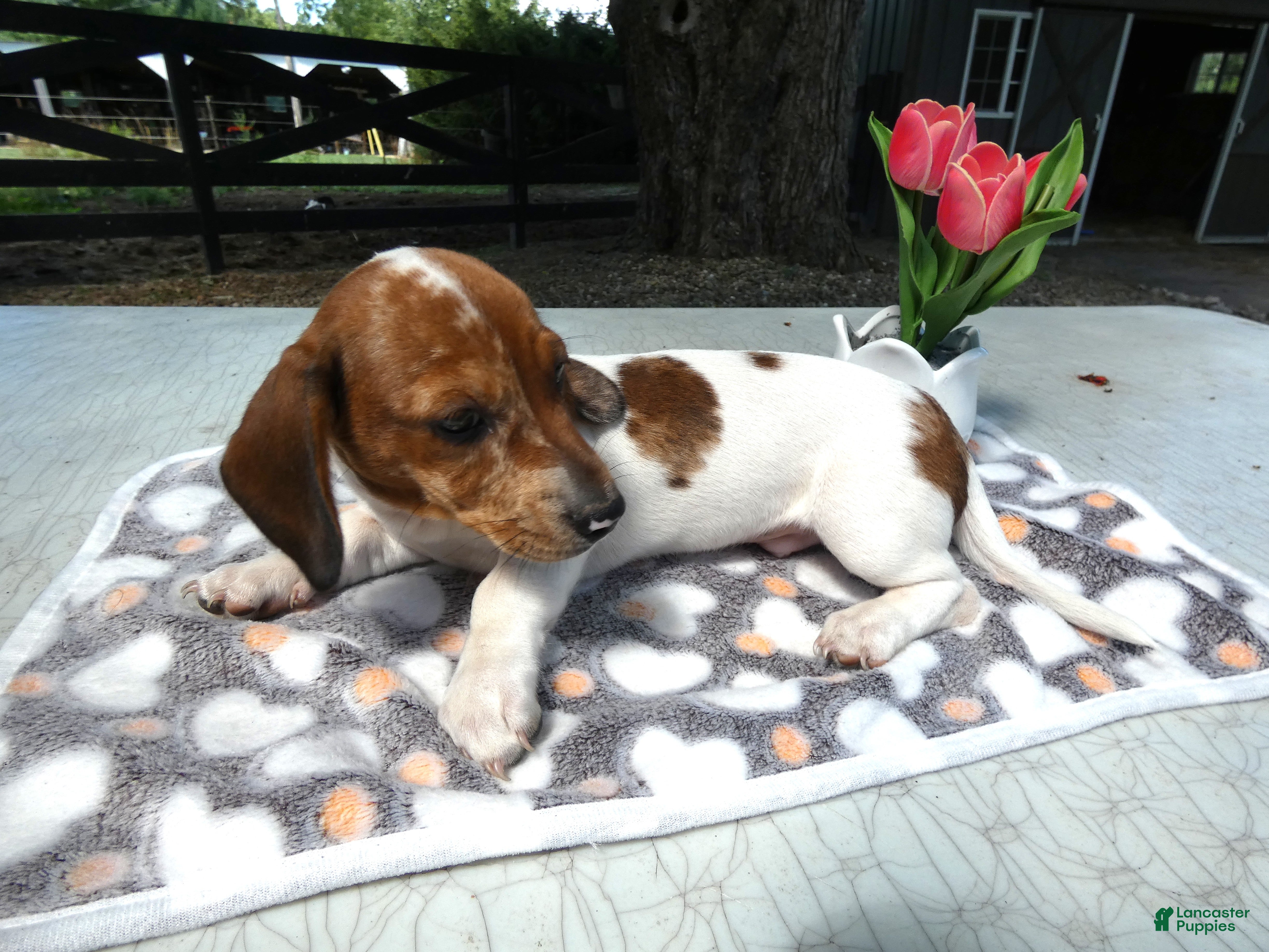 Miniature Dachshund dogs Miniature Dachshund 2 Penny - Ad 2