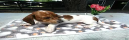 Miniature Dachshund dogs for sale: Miniature Dachshund 2 Penny - Ad 1