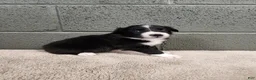 Border Collie dogs for sale: Molly- Pure Breed Border Collie - Ad 4