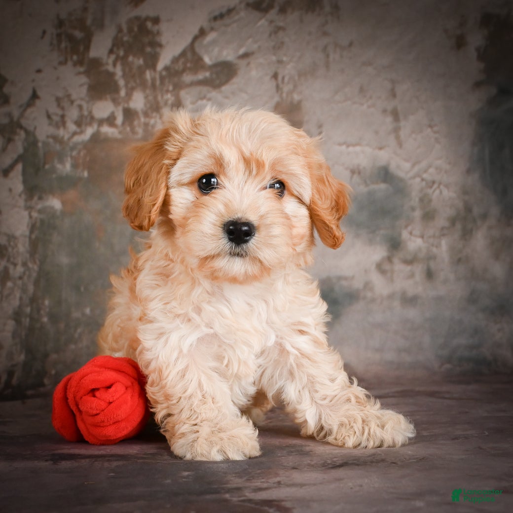 Cavachon dogs Jolene - Ad 2
