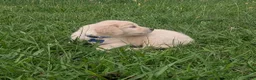 Golden Retriever dogs for sale: Teddy - Ad 6