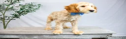 Goldendoodle dogs for sale: LEO - Ad 2