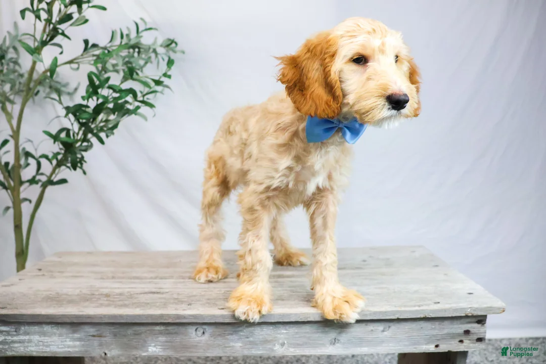 Goldendoodle dogs for sale: LEO - Ad 2