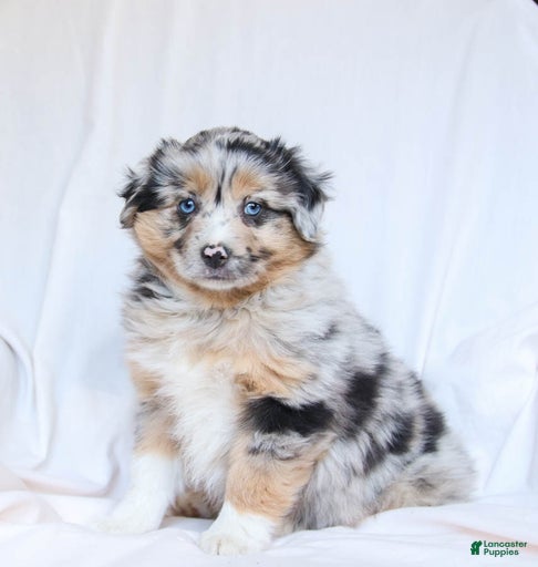 Gallery Image {{count}}