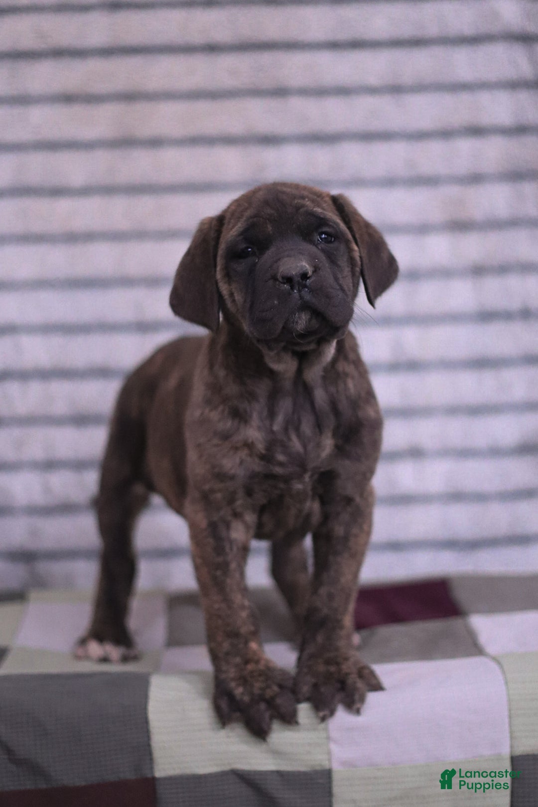 English Mastiff dogs for sale: Fern - Ad 1