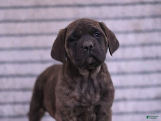English Mastiff dogs Fern - Ad 1