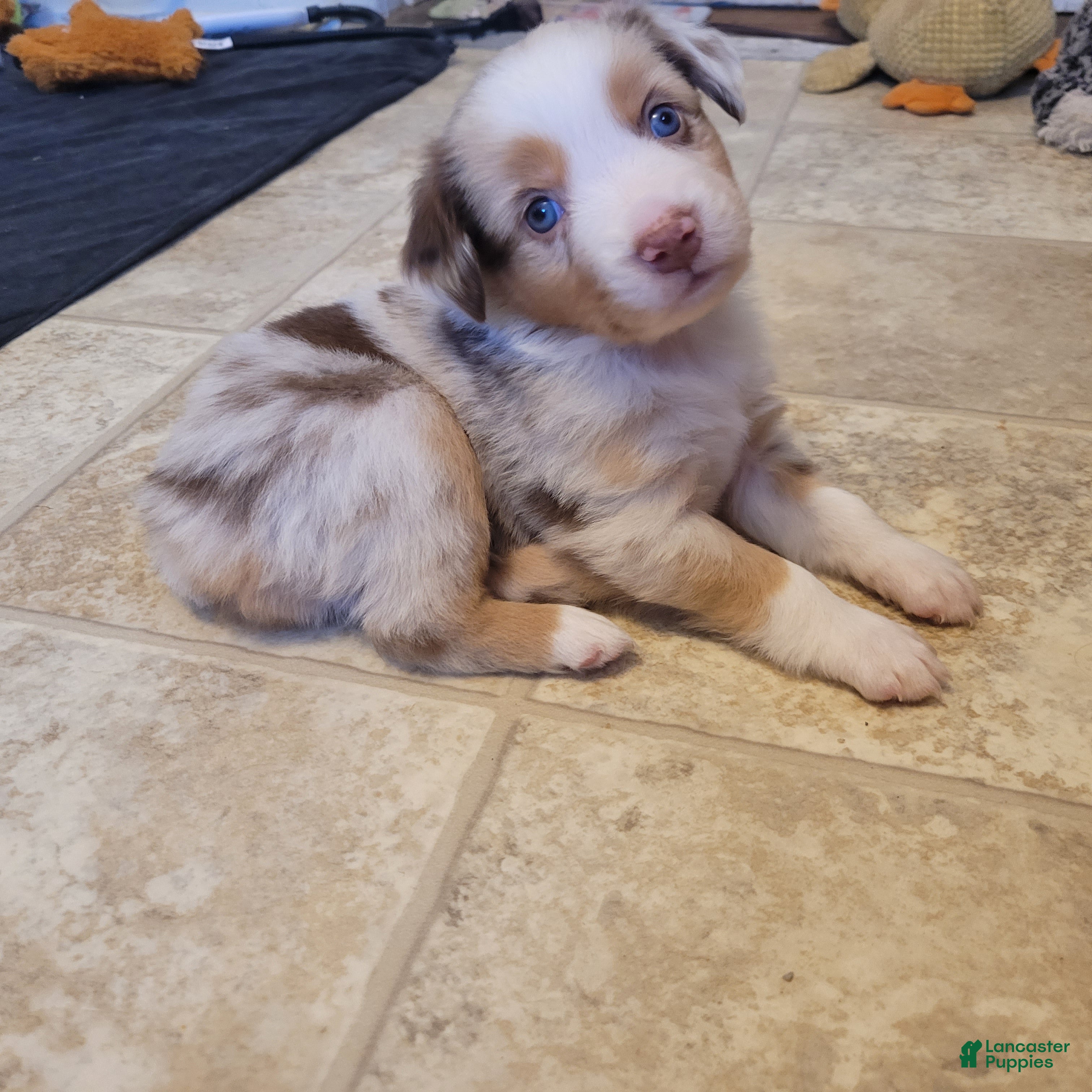 Miniature Australian Shepherd dogs Miniature Australian Shepherd Puppy 2 - Ad 1