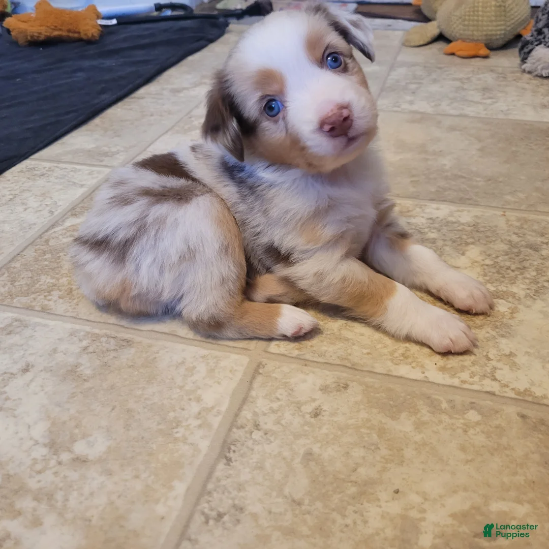 Miniature Australian Shepherd dogs for sale: Miniature Australian Shepherd Puppy 2 - Ad 1