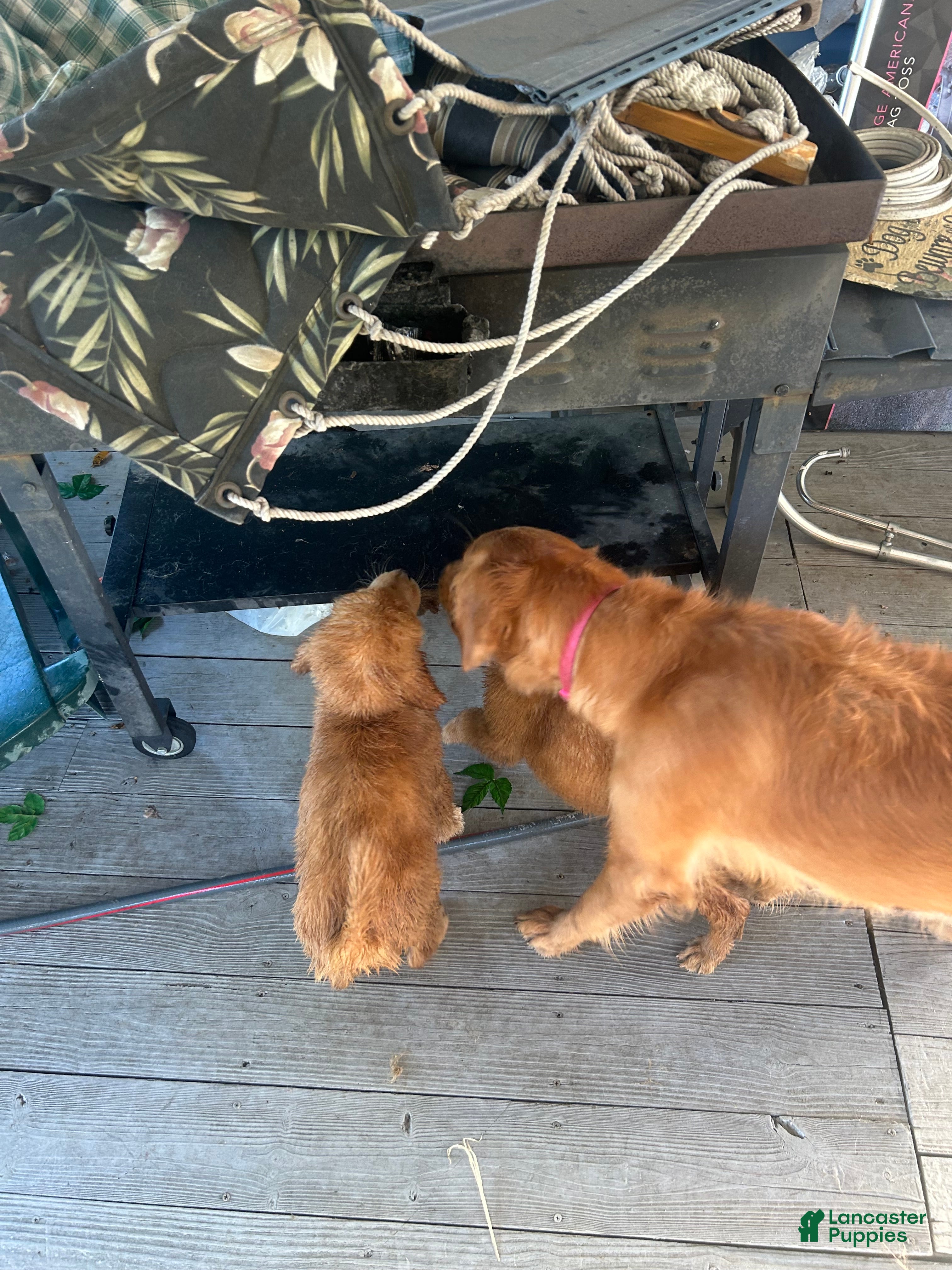 Golden Retriever dogs Golden Retriever 2 - Ad 2