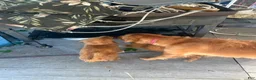 Golden Retriever dogs for sale: Golden Retriever 2 - Ad 1