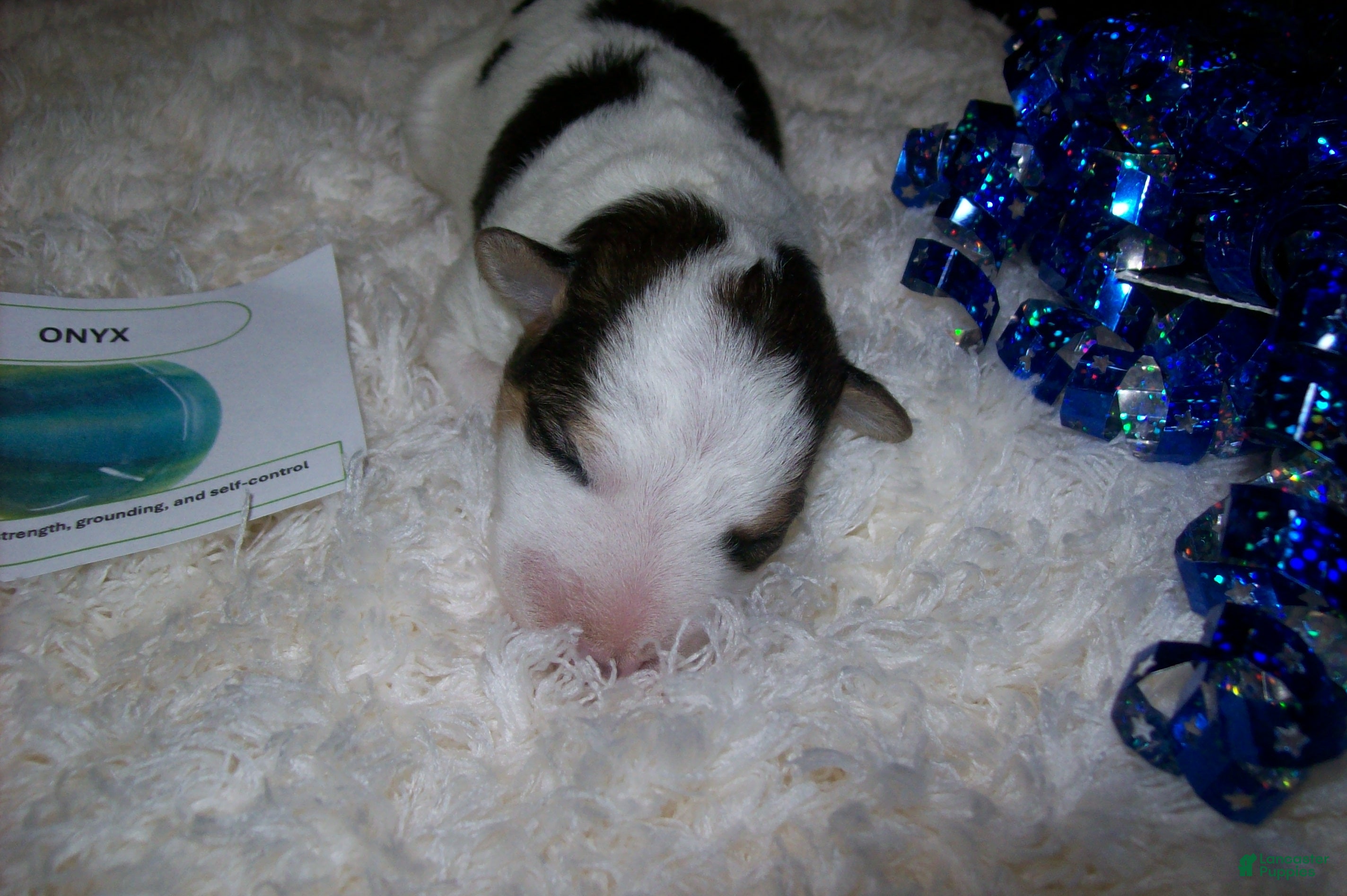 Wire Fox Terrier dogs AKC Wire Fox Terrier 1 - Onyx - Ad 6