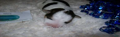 AKC Wire Fox Terrier 1 - Onyx