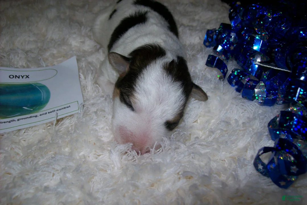 Wire Fox Terrier dogs for sale: AKC Wire Fox Terrier 1 - Onyx - Ad 1