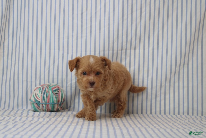 Shihpoo dogs Peter - Ad 2