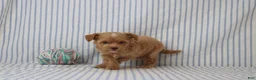 Shihpoo dogs for sale: Peter - Ad 3