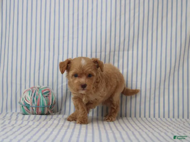 Shihpoo dogs Peter - Ad 2