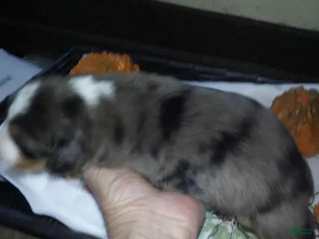 Australian Shepherd dogs for sale: jake - Ad 37