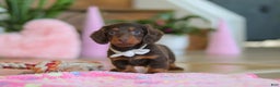 Miniature Dachshund dogs for sale: Skye - Ad 2
