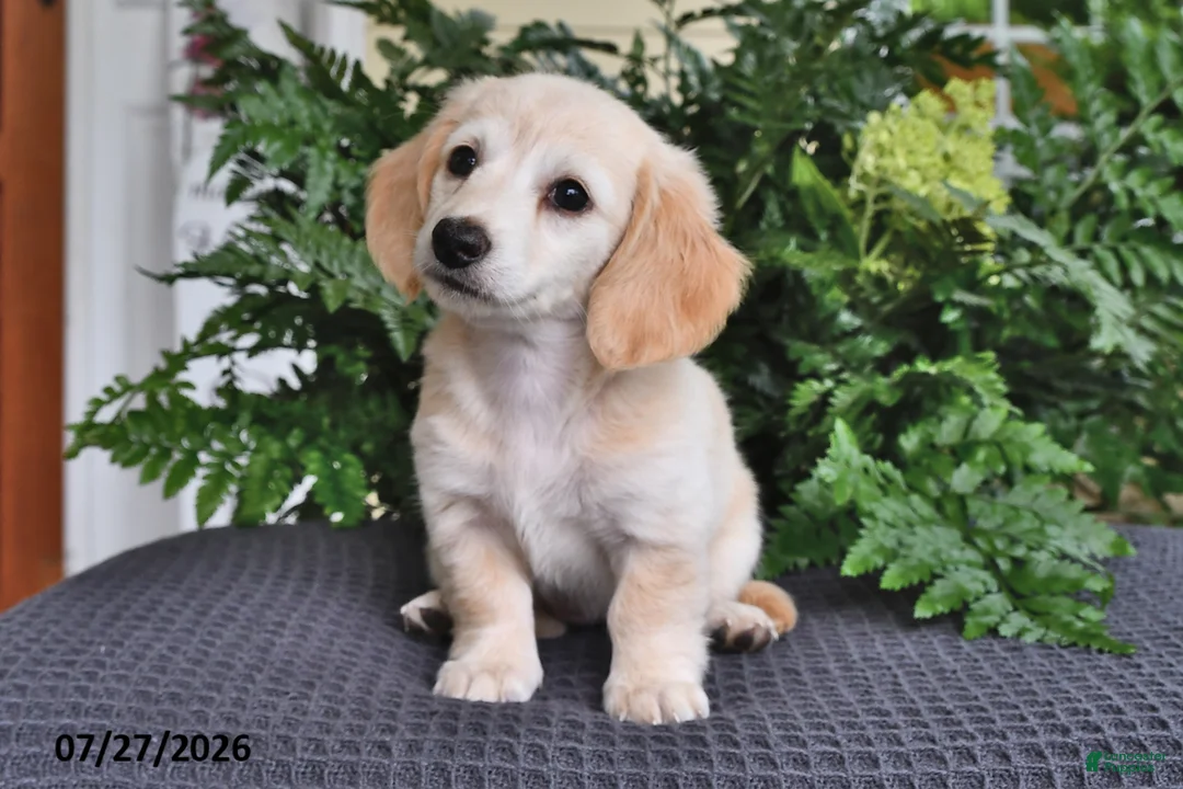 Miniature Dachshund dogs for sale: Pansy - Ad 2