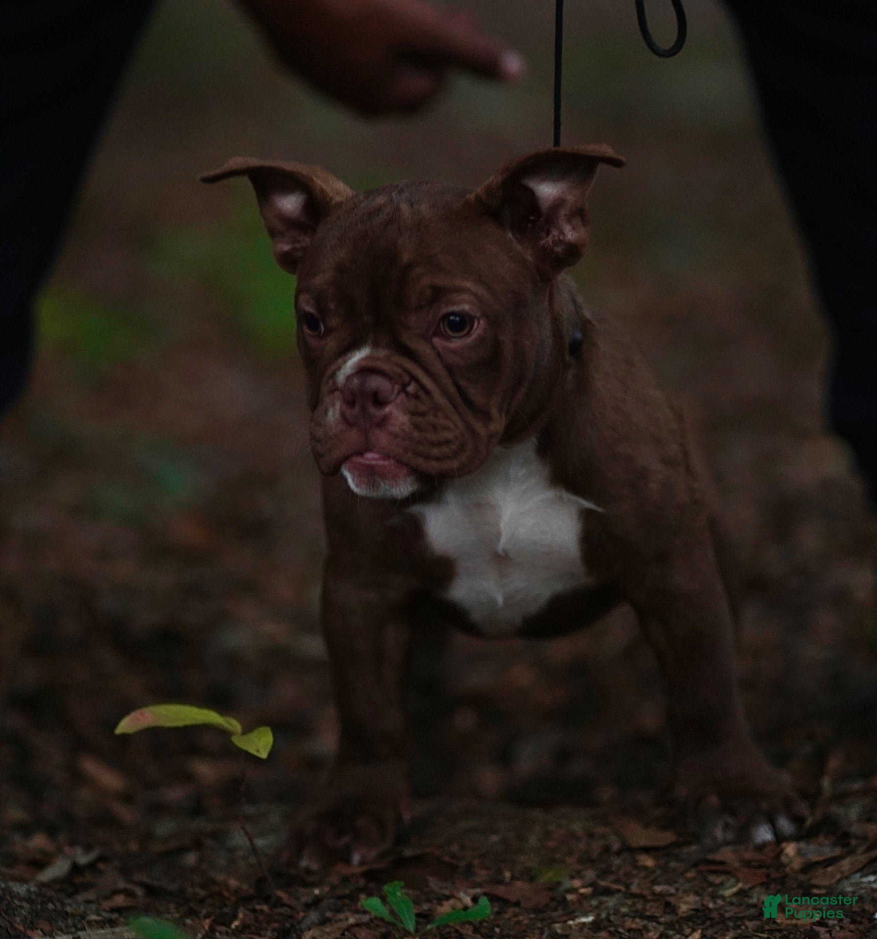 American Bully dogs American Bully 5 - Ad 25