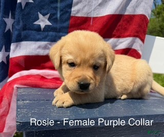Labrador Retriever dogs Labrador Retriever Female 1 - Ad 16