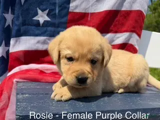 Labrador Retriever dogs Labrador Retriever Female 1 - Ad 16