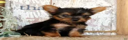 Morkie dogs for sale: Ollie - Ad 4