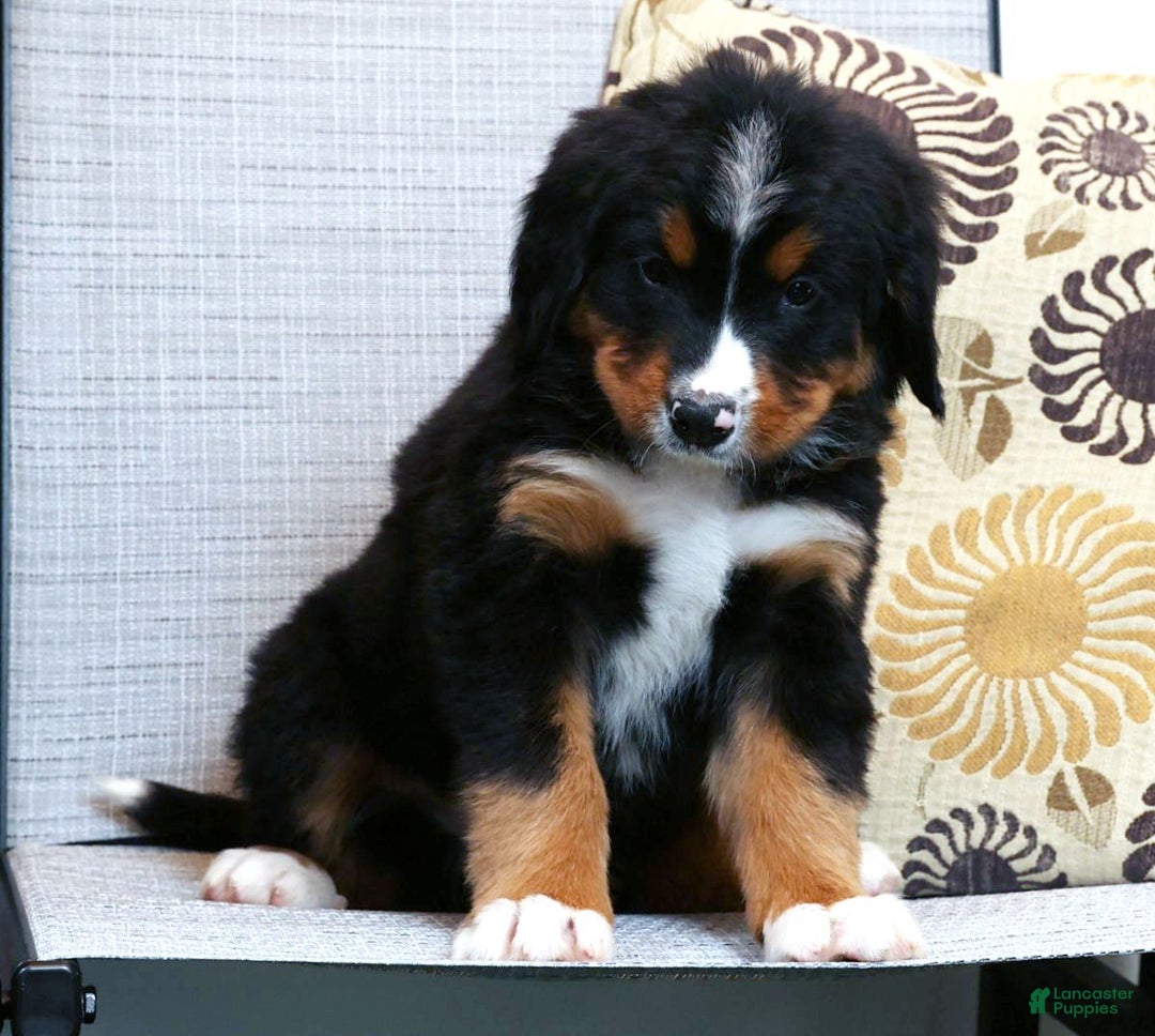 Bernese Mountain Dog dogs for sale: Josh - Ad 6