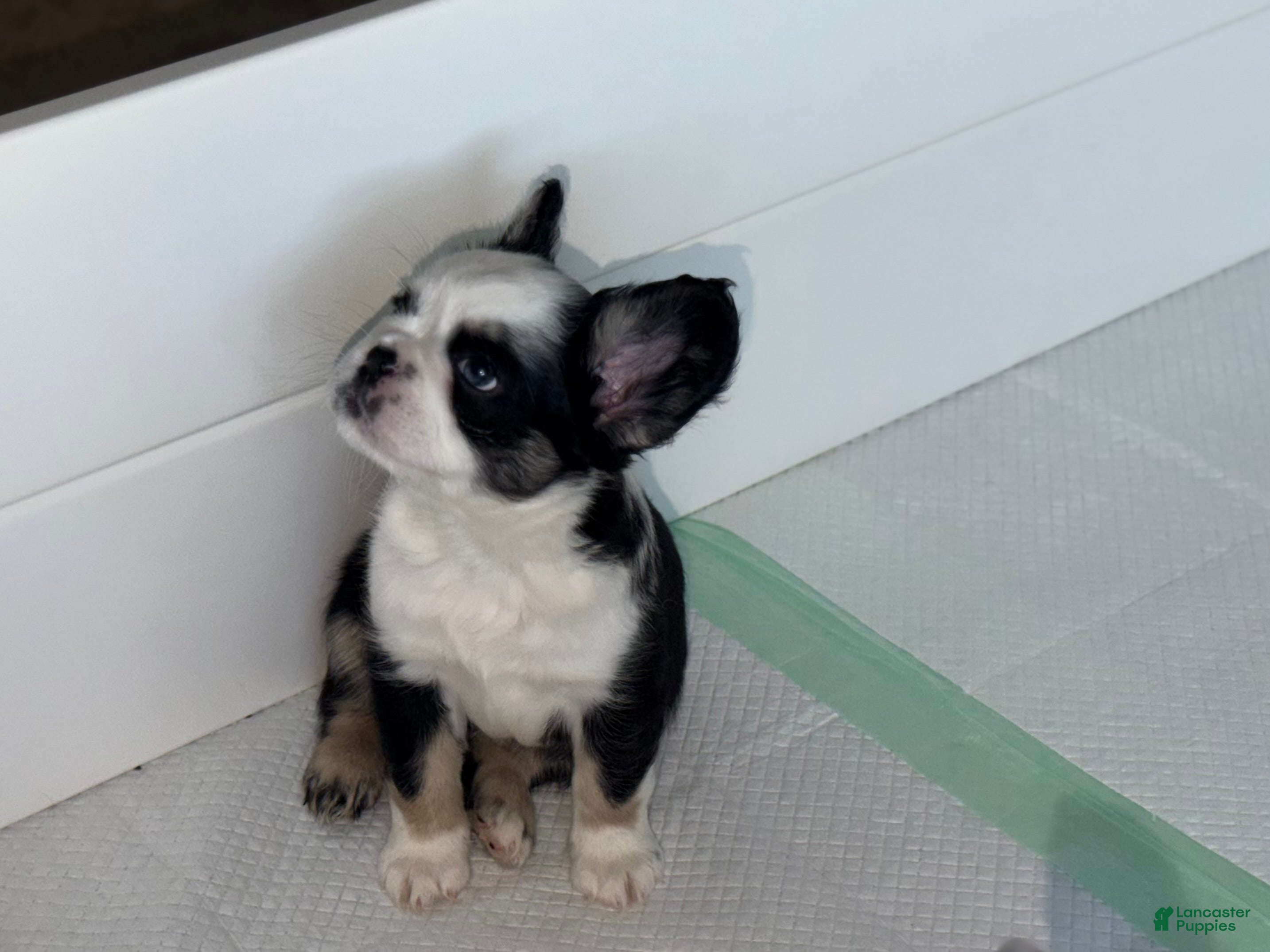 French Bulldog dogs for sale: Diamond  - Ad 2
