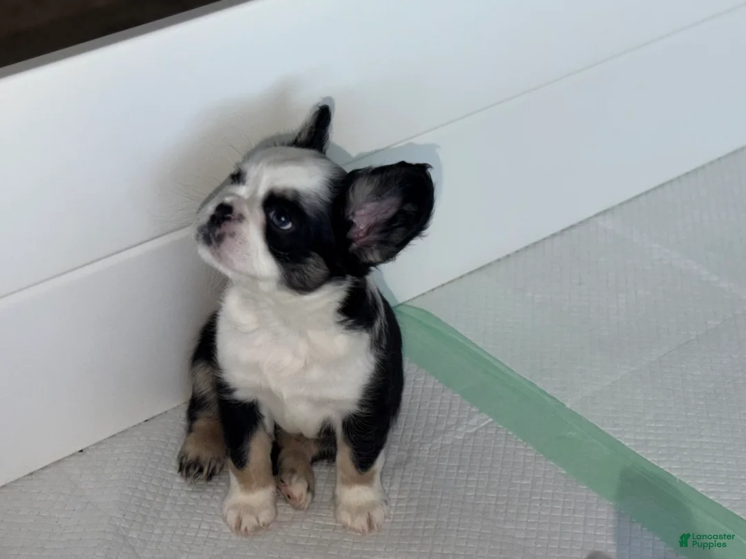 French Bulldog dogs for sale: Diamond  - Ad 1