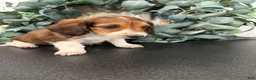 Miniature Dachshund dogs for sale: Dream - Ad 6