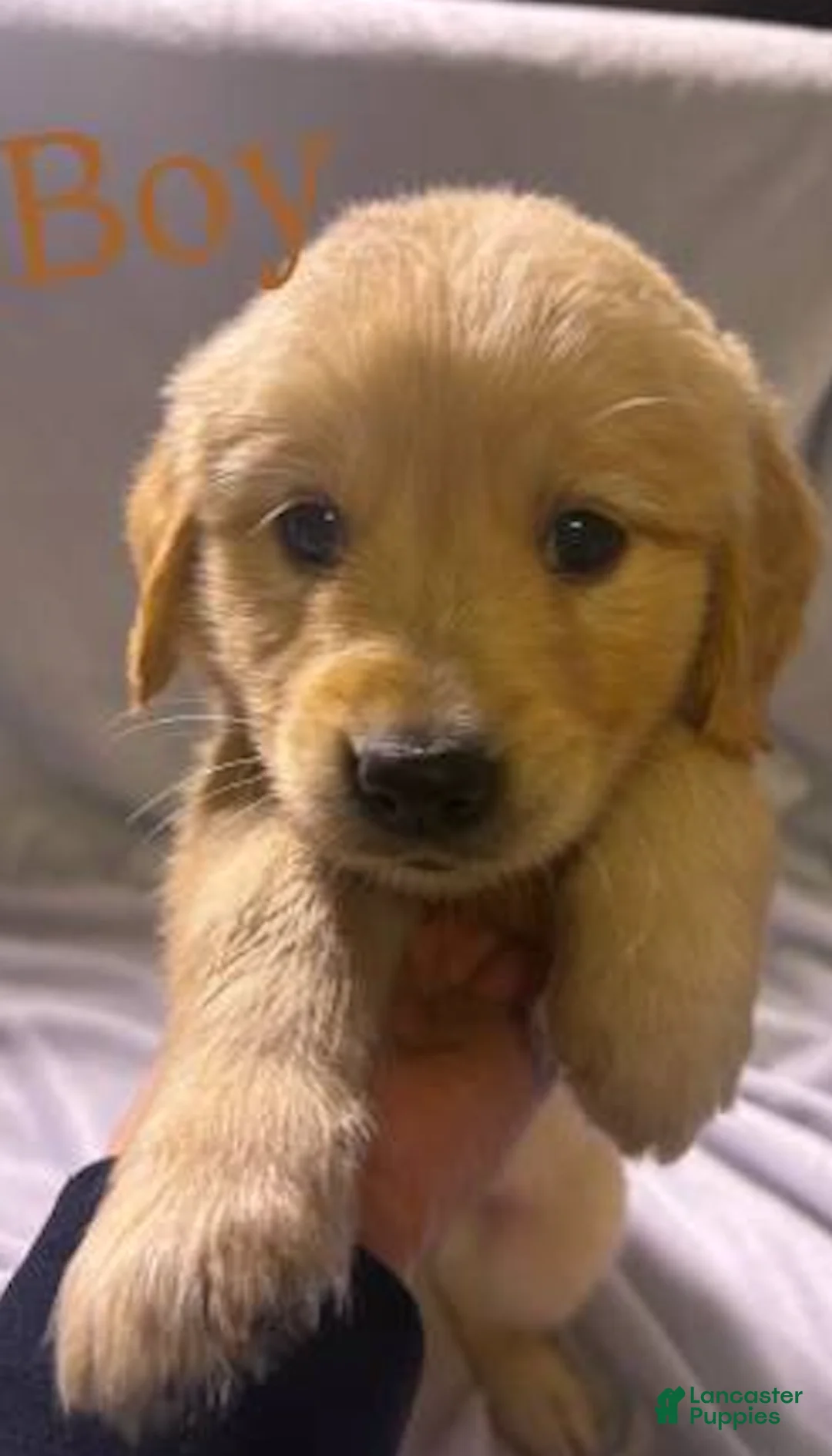 Golden Retriever dogs for sale: Golden Retriever Puppy 4 - Ad 1