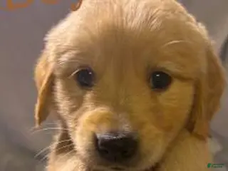 Golden Retriever dogs Golden Retriever Puppy 4 - Ad 6