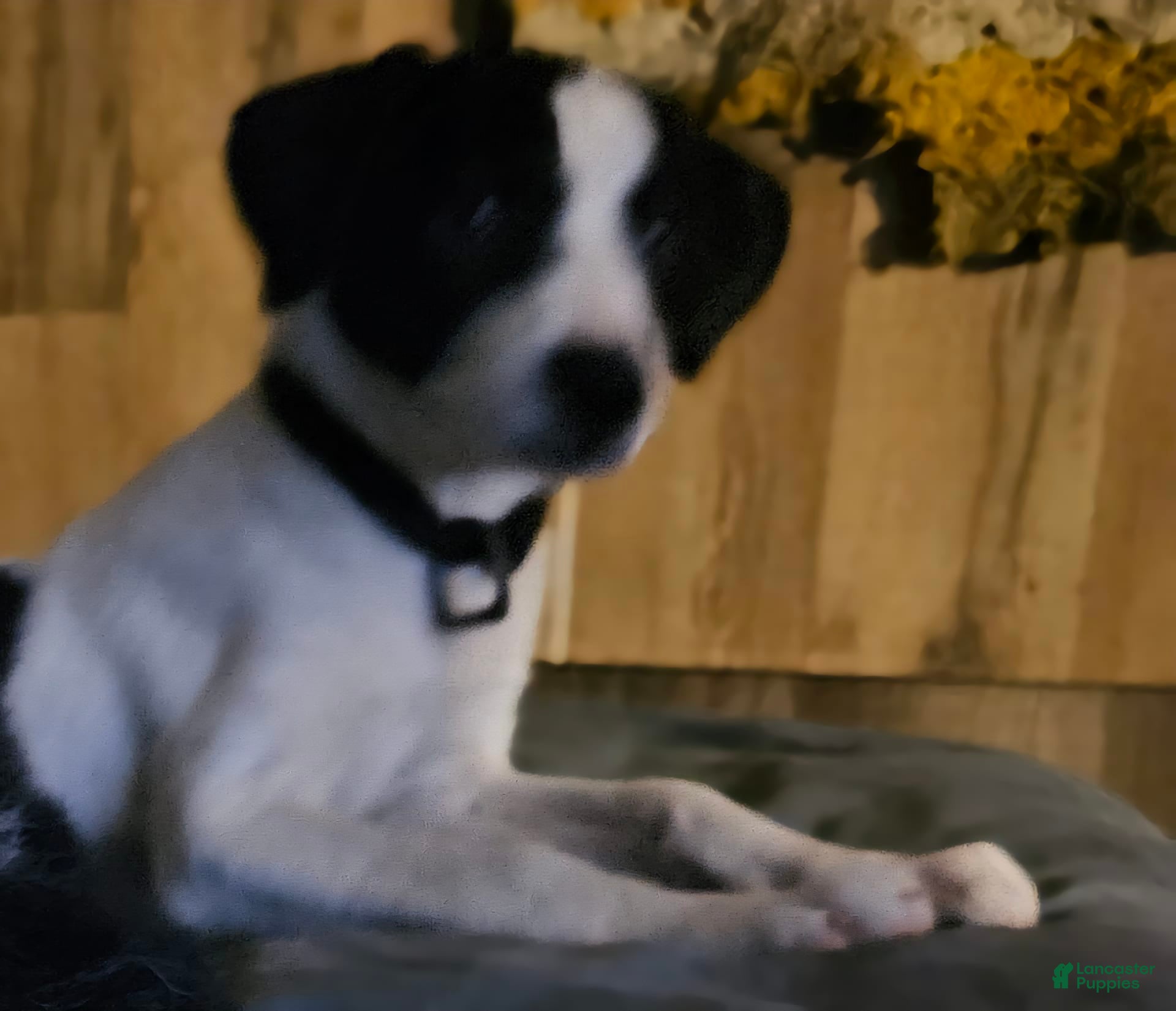 Border Collie dogs Dolly - Ad 39