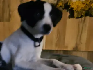 Border Collie dogs Dolly - Ad 39