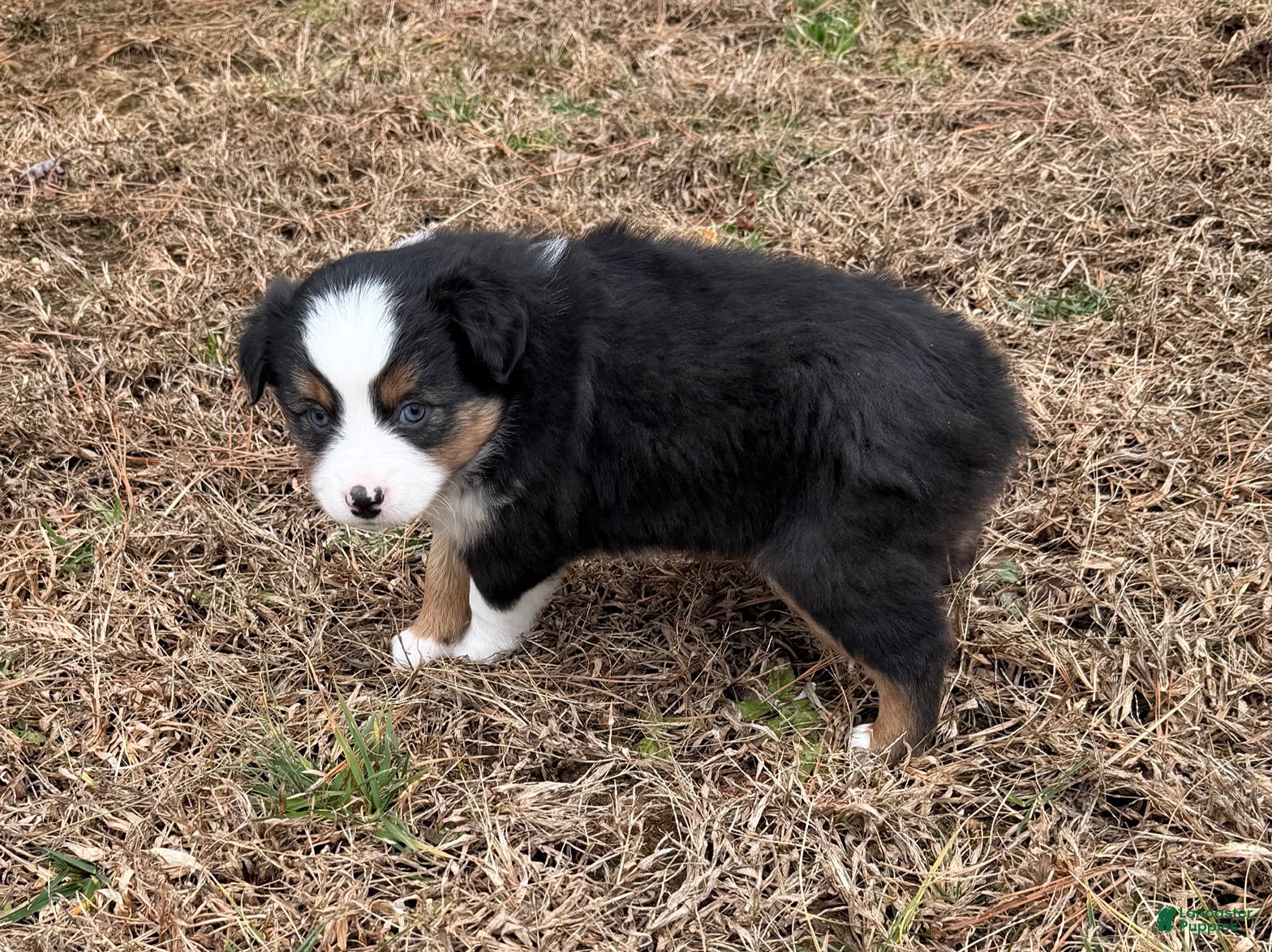 Australian Shepherd dogs Jenny - Ad 2