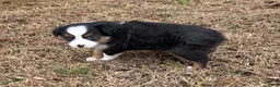 Australian Shepherd dogs for sale: Jenny - Ad 5