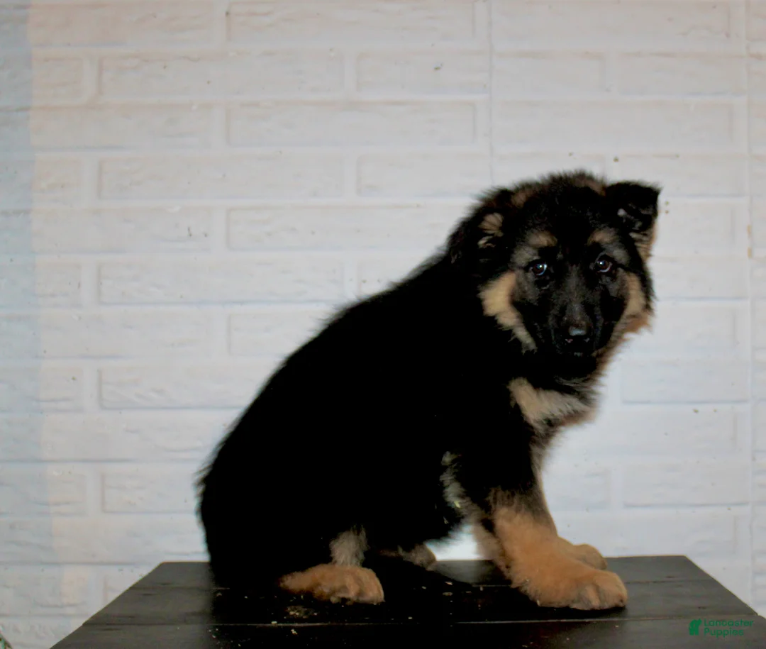 German Shepherd dogs for sale: Hollis - Ad 5