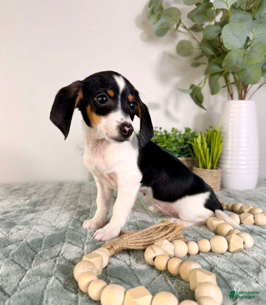 Miniature Dachshund dogs for sale: Dot - Ad 6