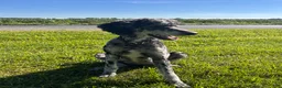 Labradoodle dogs for sale: Morticia - Ad 11