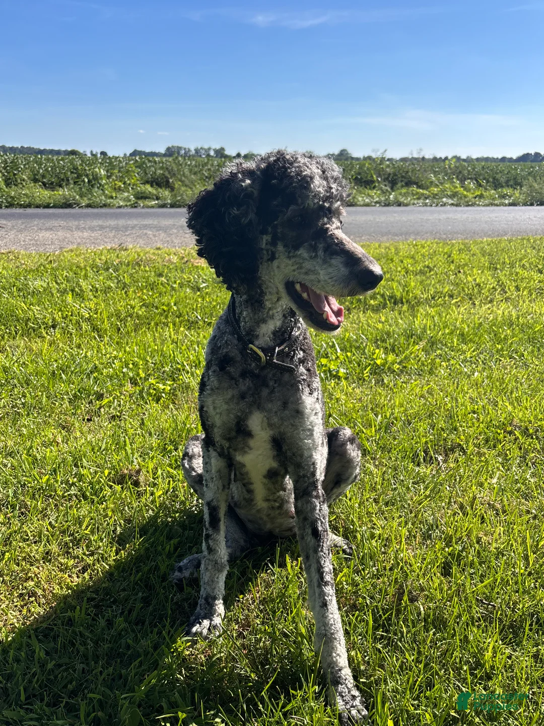 Labradoodle dogs for sale: Morticia - Ad 11