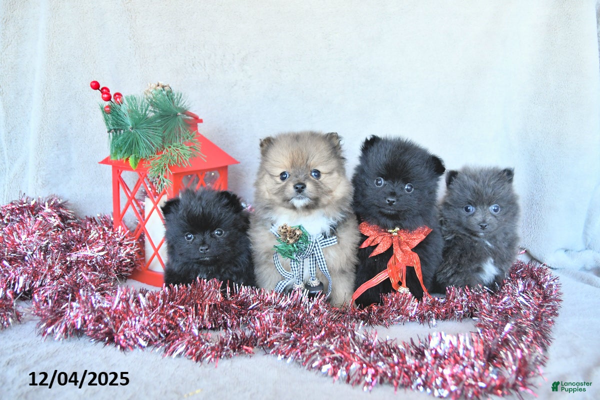 Pomeranian dogs Angel EXTRA SMALL - Ad 2