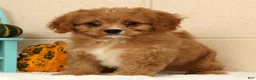 Cavapoo dogs for sale: Anson - Ad 3