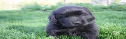 Newfoundland dogs for sale: Ember - Ad 8